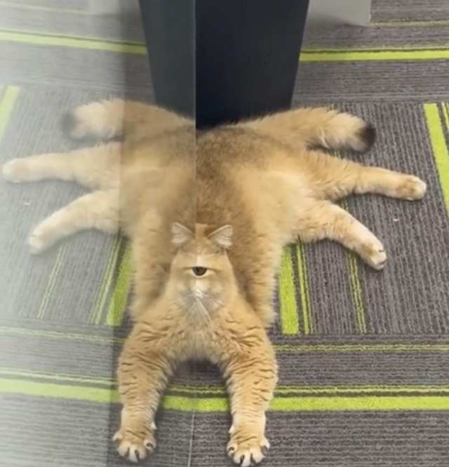 An orange cat lying beside glass, with its reflection creating one central eye and several apparent legs.