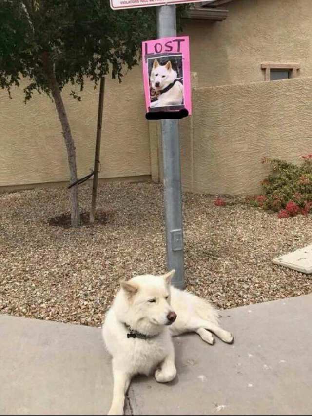 Blursed Wanted Poster OP is U/EagleSongs on R/funny I Thought it Belonged Here from Reddit r/blursedimages.