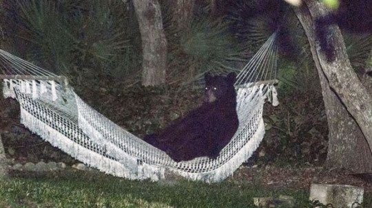 Black shape resting in a backyard hammock.