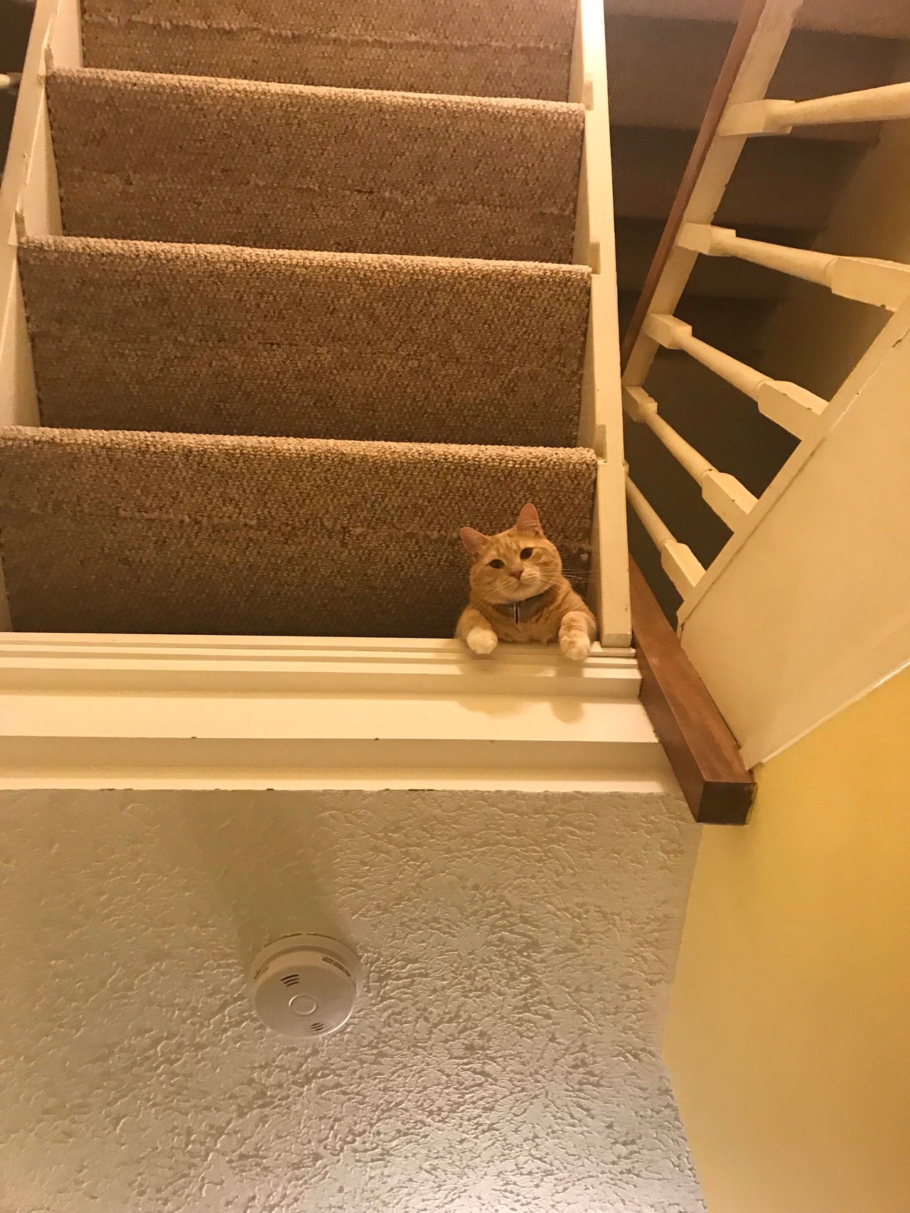 An orange cat at the top edge of a stair opening, viewed from below with stairs above.