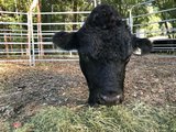 A black cow facing the camera with its head lowered over hay and its body hidden behind it.