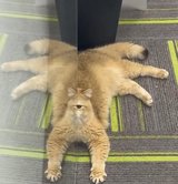 An orange cat lying beside glass, with its reflection creating one central eye and several apparent legs.