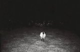 White birds standing in a nearly black field.