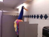 Pointed hat rising from a bathroom stall.
