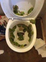 Toilet bowl filled with green leafy debris.